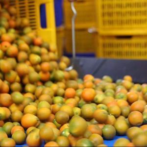 China 380V / 50Hz Apex Kumuats Sorting Machine Electronic Weighing System With 99.9% Accuracy wholesale