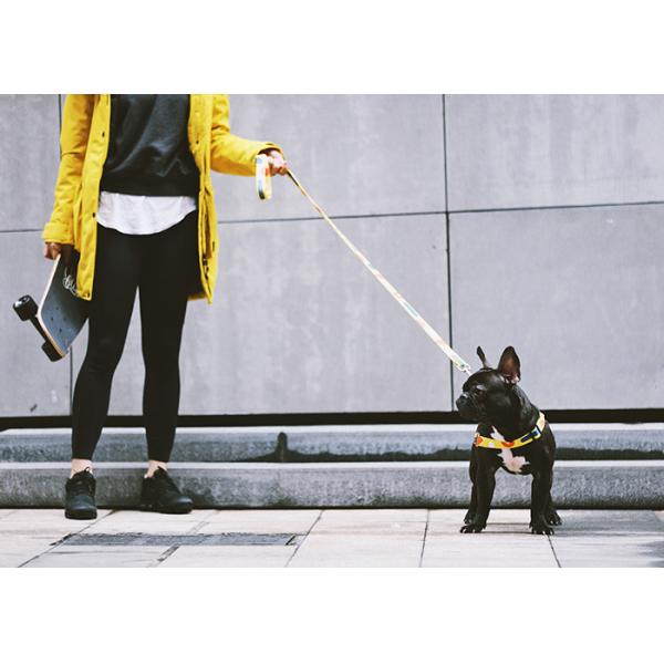 Quick Release Adjustable Dog Harness Pet Harness For Growing Puppies