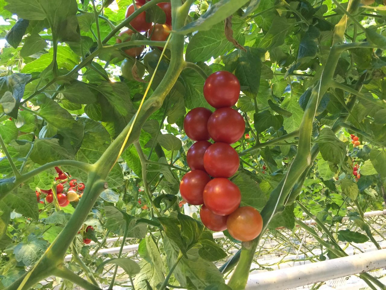 UV Resistant 2% Polypropylene Tying Twine , Tomato Cucumber Lashing Twine