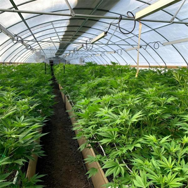 Quality UV Resistant Polyethylene Film Light Controlled Greenhouse With Temperature Control for sale