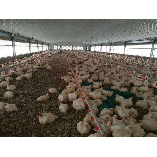 Customized Q235B Q355B Steel Structure Poultry Sheds Galvanized Steel Farm House
