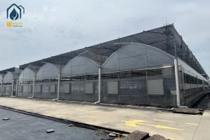 Commercial Multi Span Large Scale Greenhouse With Automatic Watering System