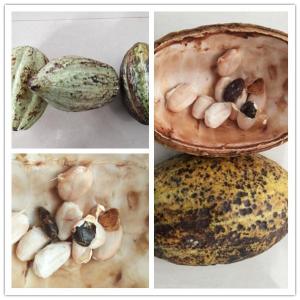 China cocoa pod splitting machine, cocoa pod separating machine, cocoa bean sheller wholesale