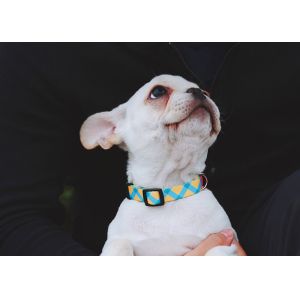 XS Sunrise Polyester Dog Collar Accessories HiDREAM Profusion Martingale