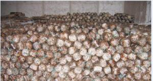Dried Shiitake Mushroom Spawn