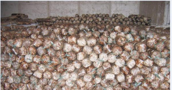 Quality Dried Shiitake Mushroom Spawn for sale