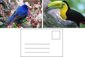 Lenticular Postcard Printing Toucan Wild Animals 3D Postcard for zoo pack sealifes