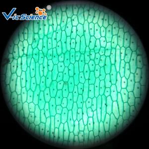 China Reliable Biological Microscope Glass Slides Lab 25pcs Premade Microscope Slides wholesale