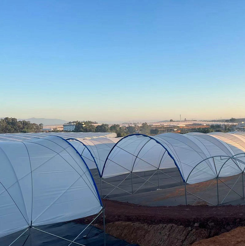 10000 Sqm Easy Connected Tunnel Cgreenhoue Plastic Poly Film Growing Strawberry Bluberry Berry Fruits