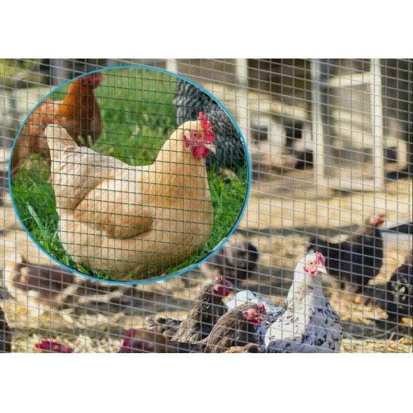 Multipurpose 1/4 Inch Welded Wire Mesh Metal Hardware Cloth 48x100 Wear Resist