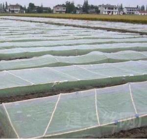 China Plastic bird-proof net PE enlarged thickened greenhouse agricultural breeding net vineyard insect-proof net on sale