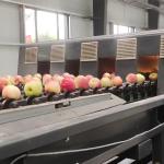 Mechanical Apple Black Sorting And Grading Machine 360° Rotational Scanning