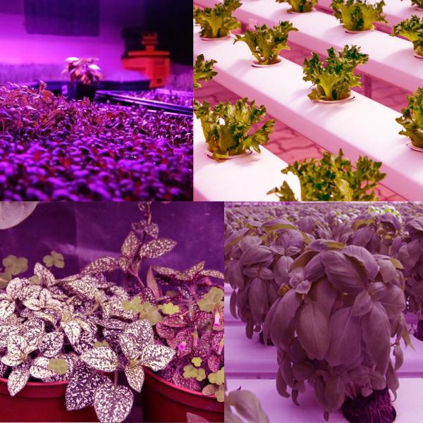 4 Heads USB Dimmable Blue 460nm LED Plant Grow Light