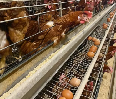 8 Tier Stack Design Layer Cage System with Hot-dip Galvanized Steel and Automated Ventilation for Egg Farming