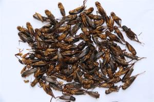 China Sustainable Dried Crickets - High Protein Nutrition with 100% Natural Ingredient wholesale