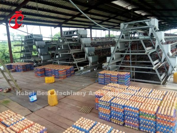 Customized Automatic Egg Collection Feeding Hopper System For 30,000 Chicken Farm Doris
