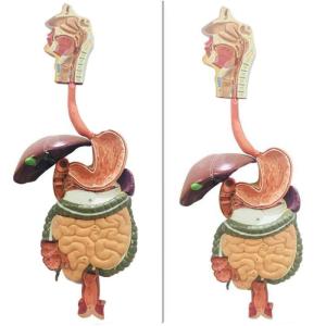 China Human Digestive System Model Human Anatomy Model For Education Teaching wholesale