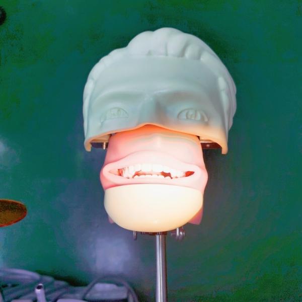 Quality Dental Training Simulation Head Trolley Mounted Dental Phantom Head With Tooth Model For Education And For Practice for sale