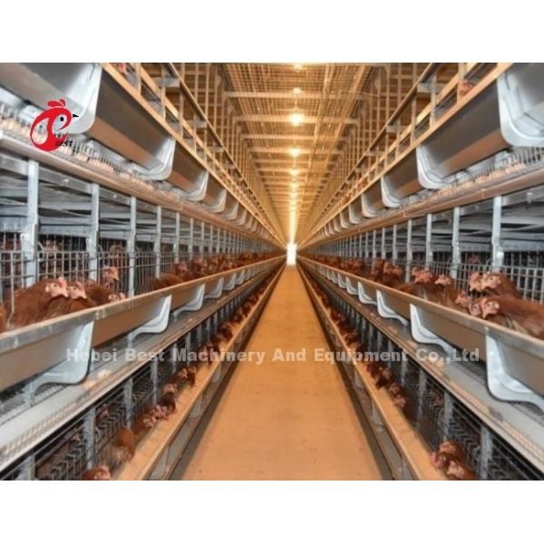 H Type 25 Years Lifespan Hot Dip Galvanized Automatic Layer Cage System Iris