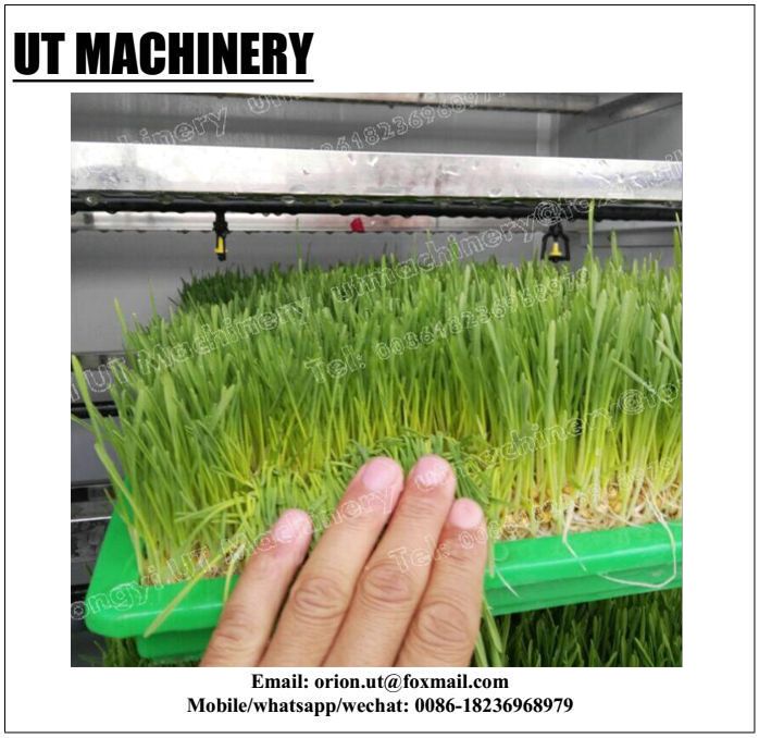 2400w Hydroponic Bean Growing SproutS Machines for Broccoli Super Sprouting within PLC