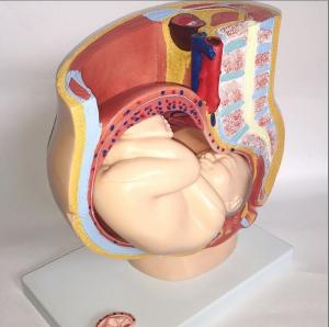 China 4 Parts Female Anatomical Model / Anatomical Plastic Female Pelvis Model wholesale