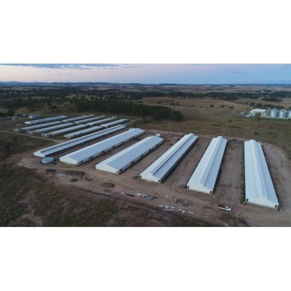 Steel Piggery House Onsite Installation Chicken Shed Construction