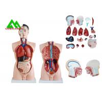 Medical Dual Sex Human Torso Anatomy Model With Head Clear Structure for sale