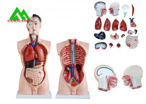 China Medical Dual Sex Human Torso Anatomy Model With Head Clear Structure wholesale