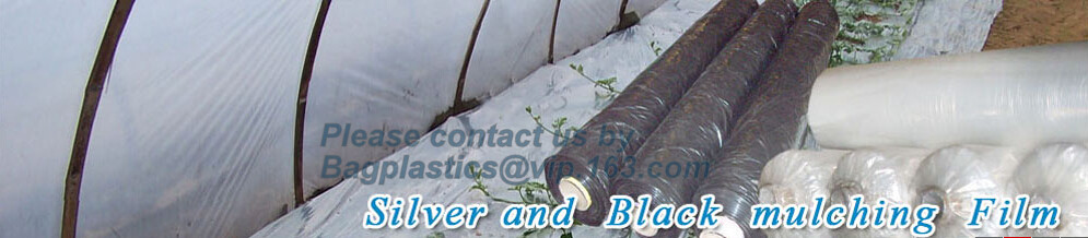 HOTICULTURAL MULCH FILM,AGRICULTURAL PE FILM,MARKET GARDENERS CLOCHE FILM,PE FILM FOR CORN,PLASTIC FILM COVER,TOMATO COV