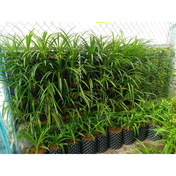 Blueberry plant pot tree nursery pot large pots for planting trees