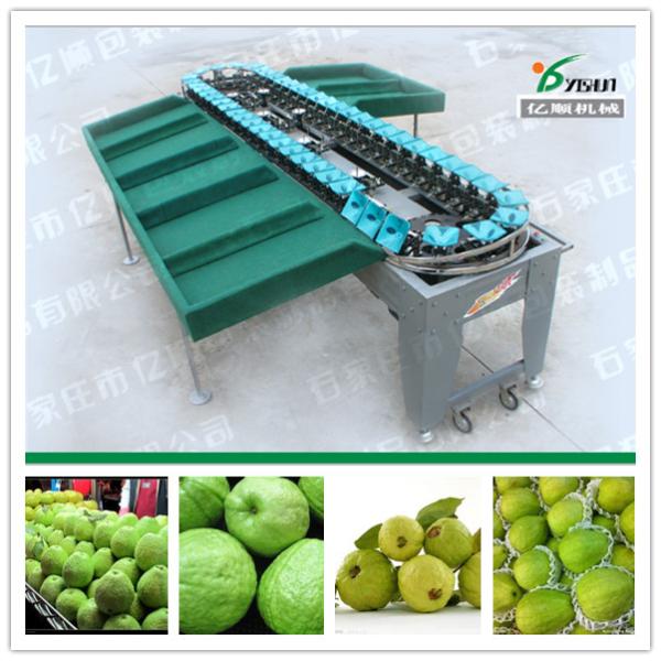 Quality Guava sorting machine/Fruit sort machine factory for sale