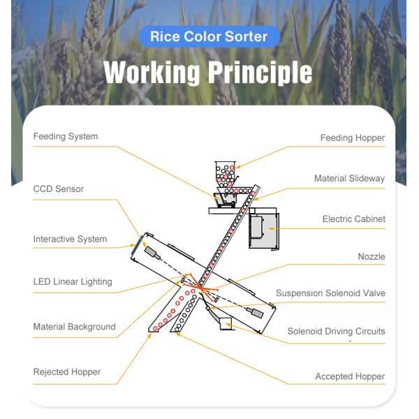 Dall Soybean Lentils Optical Rgb Camera Color Sorting Machine 5000kg/H Throughput