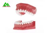 PVC Plastic Soft Gum Teeth Model , Dental Models For Teaching CE ISO
