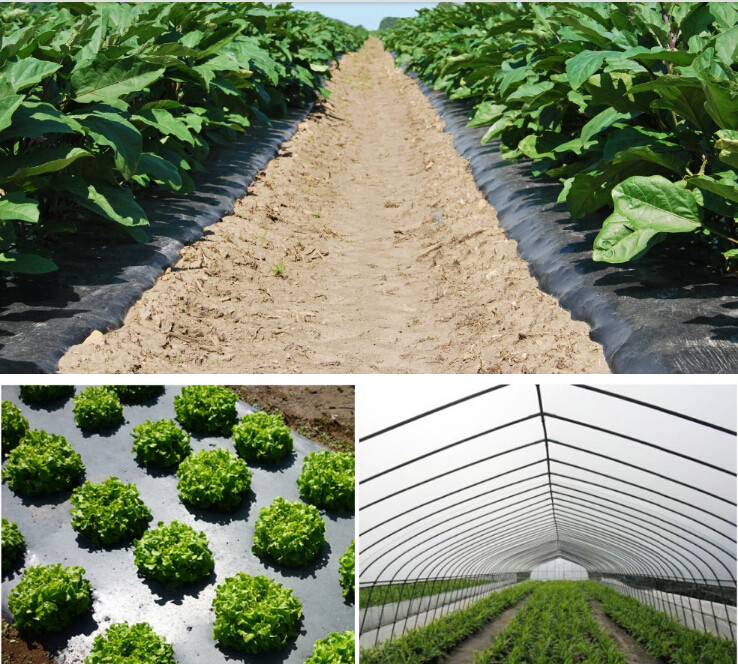 HOTICULTURAL MULCH FILM,AGRICULTURAL PE FILM,MARKET GARDENERS CLOCHE FILM,PE FILM FOR CORN,PLASTIC FILM COVER,TOMATO COV