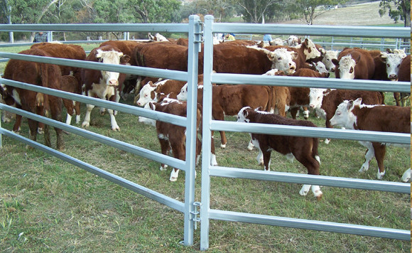 Hdg Tube Australia 1.8m High Heavy Duty Cattle Panel With 6 Bars