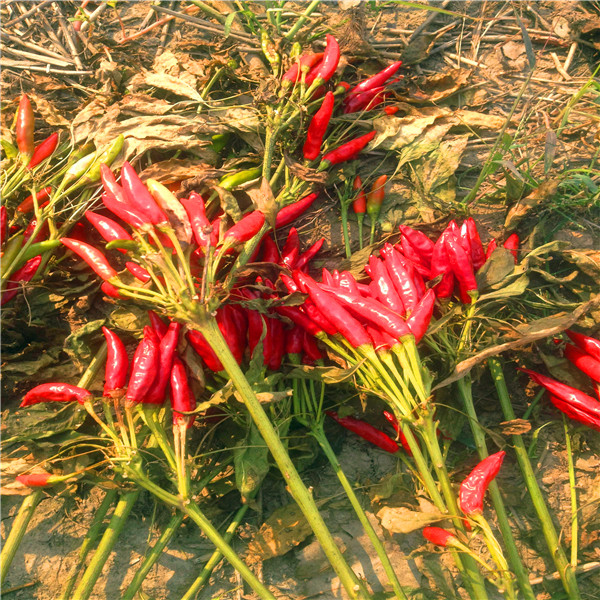 Stemless Whole Dry tien tsin chiles Aste Mild 8, 000 Shu MUI/KOSHER/HACCP Certificates