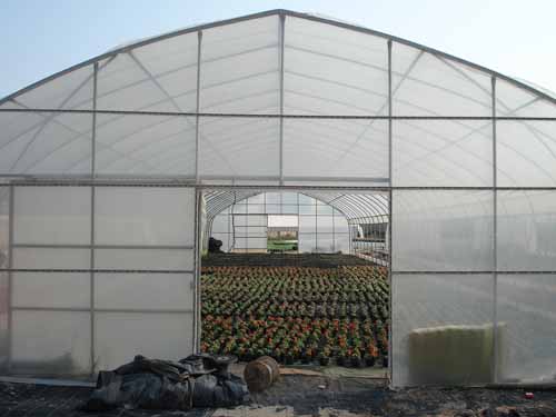 Shoulder Height 2.5m Agricultural Greenhouse 275gsm Zinc Coating Plastic Film Greenhouse