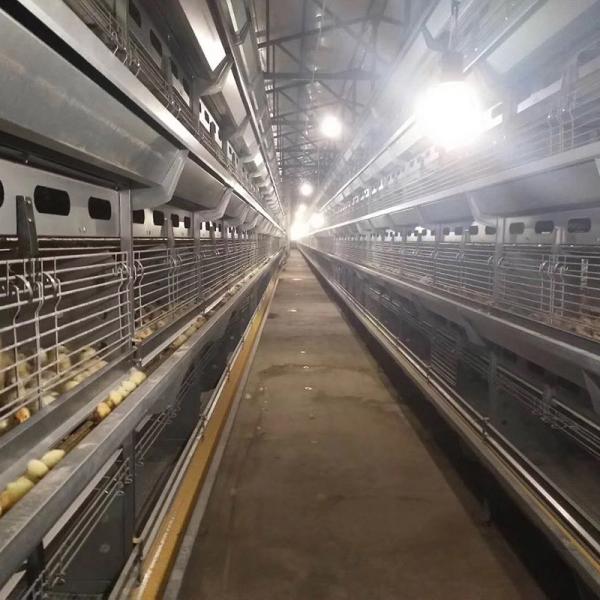 Quality Automatic Laying Hen Egg Layer Battery H Type Chicken Cages System for sale