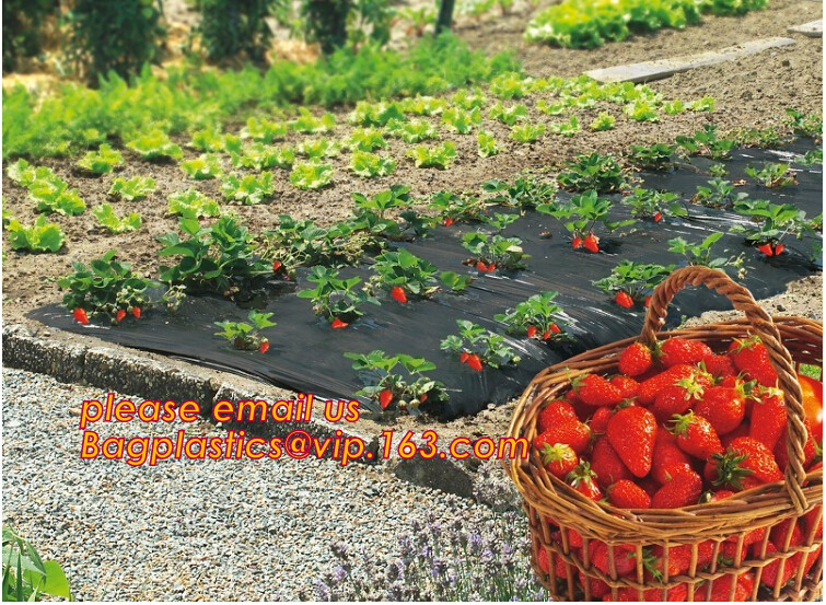 HOTICULTURAL MULCH FILM,AGRICULTURAL PE FILM,MARKET GARDENERS CLOCHE FILM,PE FILM FOR CORN,PLASTIC FILM COVER,TOMATO COV
