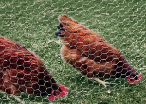 PVC Coated Galvanized Chicken Wire Mesh 0.5-5.0mm Wire gauge Free Sample