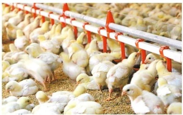 Quality Drinking System Fully Automatic Poultry Drinker , Broiler Chicken Drinker Customized for sale