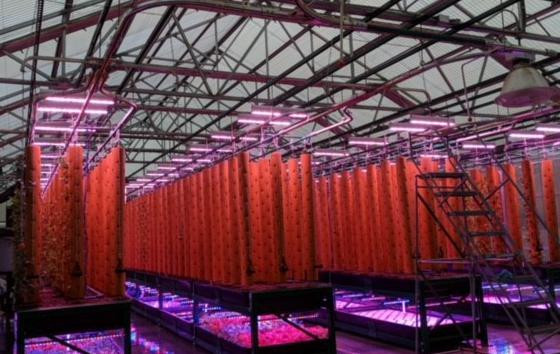 IP67 Waterproof LED Grow Lights Passive Cooling Hanging With Ceiling Rope