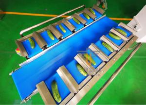 Cucumber PLC 12 Belt Fruit Multihead Weigher