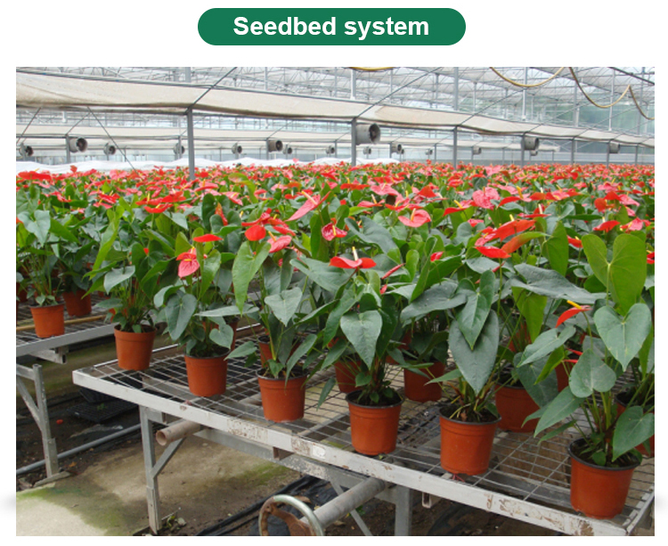 Length 30-100m Hoop House Light Deprivation Greenhouses for Mushroom Large