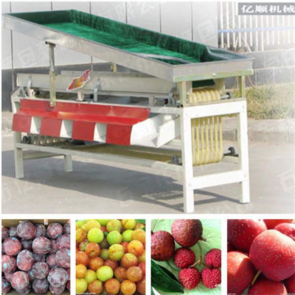 Quality Plum sorting machine for sale