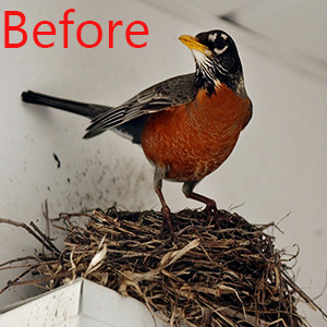 Bird Spikes for Pigeons Small Birds,Stainless Steel Bird Spikes -No More Bird Nests & Poop-Disassembled Spikes 10 Strips