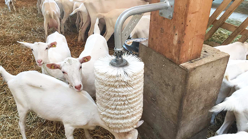 Sliding Door and Roller Door Design Q345 Metal Frame Goat/Sheep House for Cow/Cattle Farm