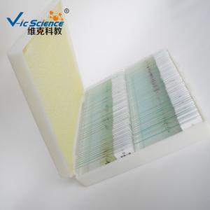 China Professional Mixed Amscope Microscope Slides 100pcs Oem Service wholesale