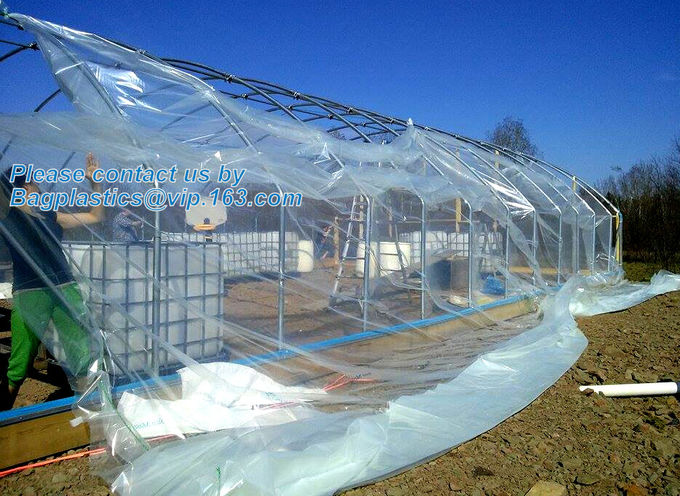 HOTICULTURAL MULCH FILM,AGRICULTURAL PE FILM,MARKET GARDENERS CLOCHE FILM,PE FILM FOR CORN,PLASTIC FILM COVER,TOMATO COV