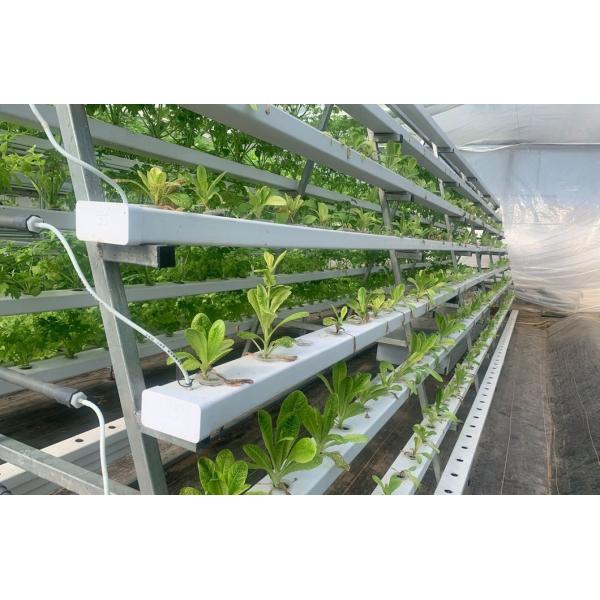 Wet Curtain Controlled Inlluminating Greenhouse